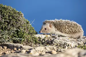 Hedgehog: African Hedgehog (Atelerix algirus), Ibiza, Spain