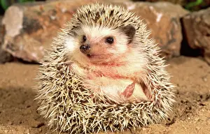 Erinaceus: African Hedgehog, Erinaceus sp. Native