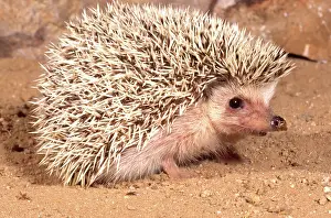 Erinaceus: African Hedgehog, Erinaceus sp, Native to