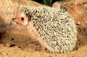 Erinaceus: African Hedgehog, Erinaceus sp, Native to