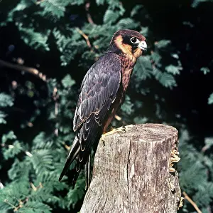 Cuvieri: AFRICAN HOBBY - juvenile, perched on tree stump