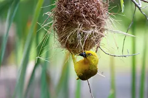Ploceus: African Holub's Golden Weaver