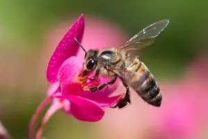 Malawi: African Honey Bee (Apis mellifera scutellata) d