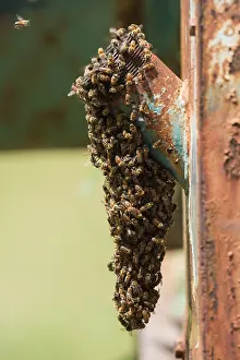 Pipe: African Honey Bee (Apis mellifera scutellata) s