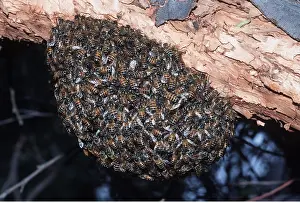 Peter Steyn: AFRICAN HONEYBEE - SWARM
