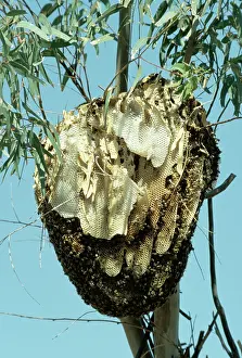 Hives: African Honeybee's - Nest