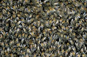 Honeybees: African Honeybees swarm