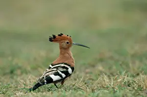 Epops: African Hoopoe