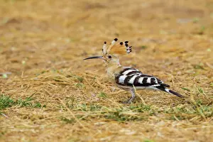 Hoopoe: African Hoopoe