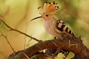 Hoopoe: African Hoopoe