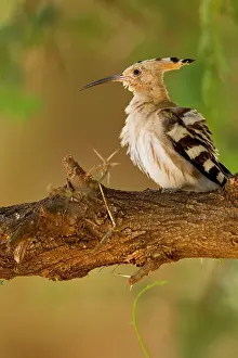 Hoopoe: African Hoopoe