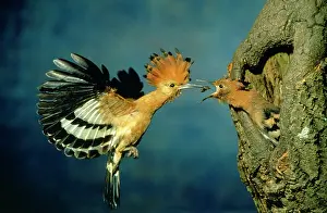 Partner: African Hoopoe - In flight - feeding brooding partner