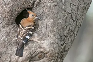 Hoopoe: African Hoopoe (Upupa africana)