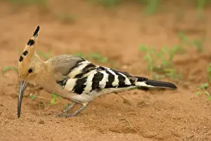 Epops: African Hoopoe, Upupa epops, looking for