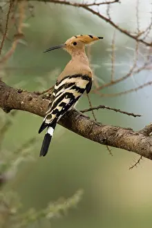 Epops: African Hoopoe, Upupa epops, perched in