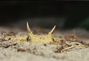 Cerastes: African Horned Viper (Cerastes laurenti)