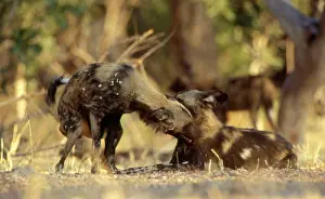 Adopting: African Hunting DOG - Adopting subordinate posture