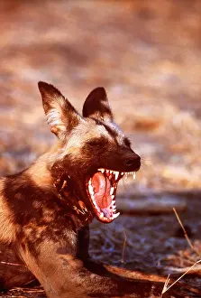Jaws: African Hunting DOG - aggression