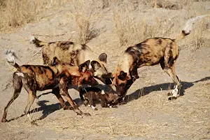 Excited: African Hunting DOG - Pup greeted with enthusiasm