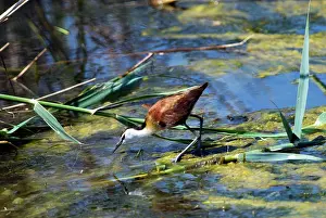 Jacana: African Jacana