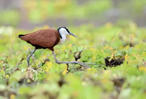 Jacana: African Jacana