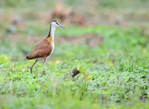 Jacana: African Jacana