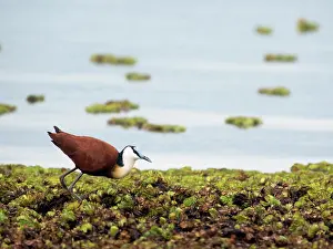 Jacana: African Jacana