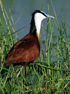 Jacana: African Jacana