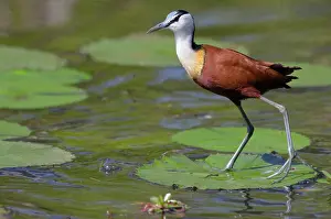 Jacana: African Jacana