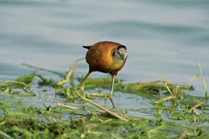 Jacana: African Jacana