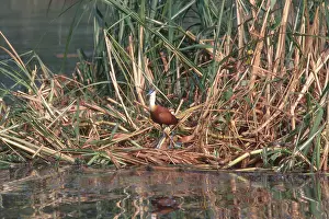 Jacana: African Jacana