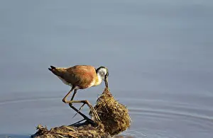 Jacana: African Jacana - Investigates a bale of grass for