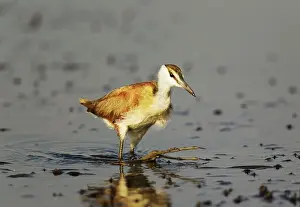 Jacana: African Jacana - juvenile in the shallow water near