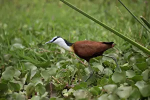 Jacana: African Jacana / Lilytrotter