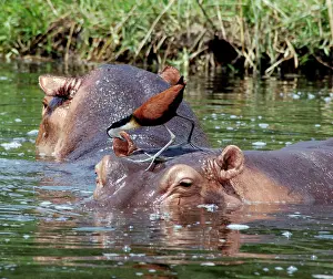 Jacana: African Jacana looking for food on Hippopotamus
