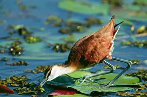 Jacana: African JACANA / Lotus Bird / Lily Hopper - juvenile