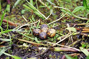 Jacanas: African Jacana - Nest with four eggs