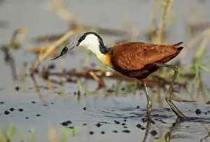 Jacana: African Jacana - with prey in the shallow water