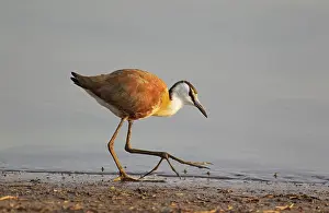 Jacana: African Jacana - In search of food at the lakeshore