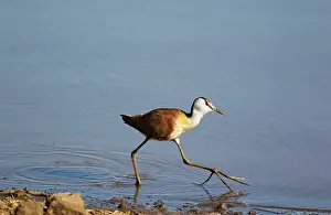 Jacana: African Jacana - In search of food at the lakeshore
