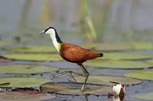 Jacana: African Jacana - in the shallow water near the bank
