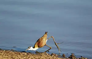 Jacana: African Jacana - stretching exercise at the lakeshore