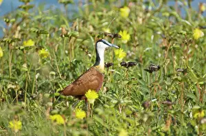 Jacana: African Jacana - In thick vegetation