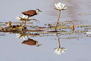 Jacana: African Jacana with water lily flowers
