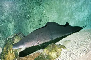 Pat Morris: AFRICAN KNIFE FISH