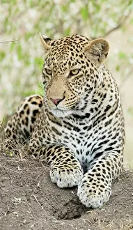 Mary: African leopard, Kenya, Africa