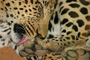 Leopards: African Leopard Niche leopards (Panthera pardus), predatory