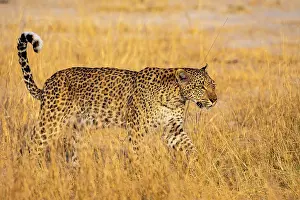 Okavango: African leopard (Panthera pardus), Moremi Game Reserve