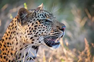 Limpopo: African Leopard (Panthera pardus) looks into the