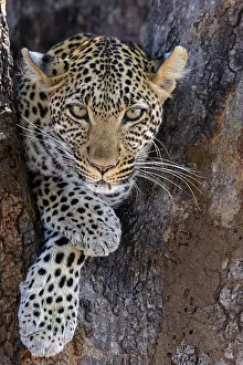 Barks: African leopard (Panthera pardus pardus) female